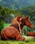 Baby Horse with Mare